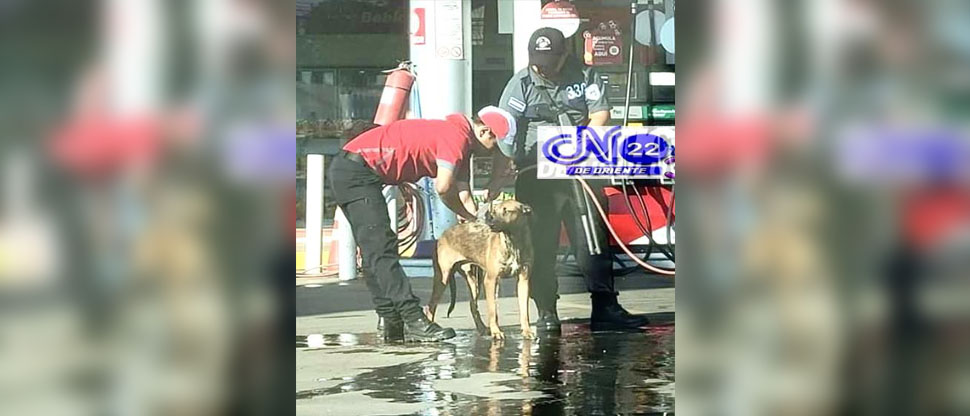 Vigilante y empleado de gasolinera bañan a perrito callejero en Santa María, Usulután
