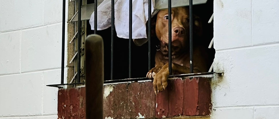 Rescatan a perrito pitbull dejando por sus dueños en una vivienda abandonada en Lourdes