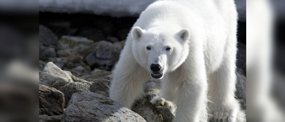 Sacrifican a oso polar luego que este le quitó la vida a una mujer y a su hijo