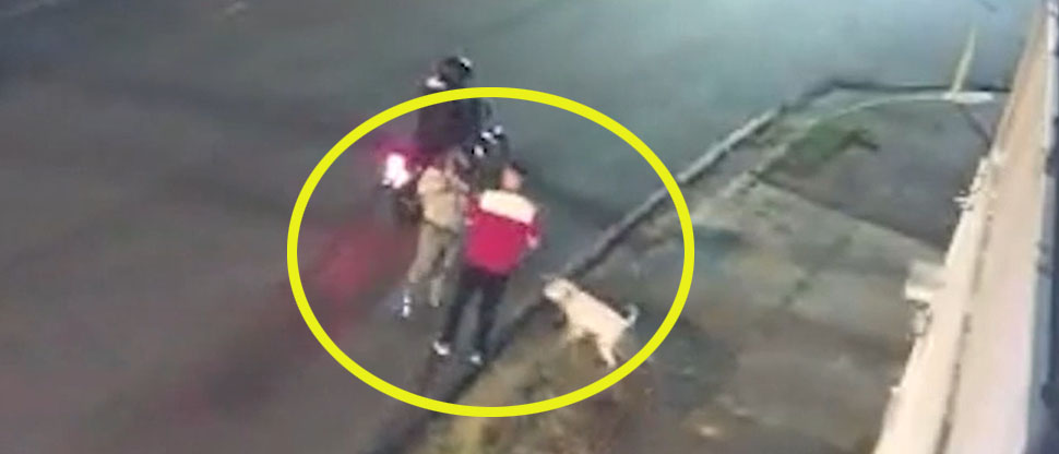 VIDEO: Perrito resulta herido de bala por defender a su amo de un asalto en Costa Rica