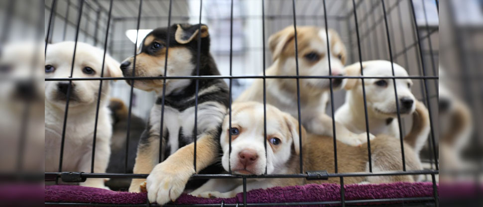 Estado de Nueva York prohíbe venta de perros, gatos y conejos