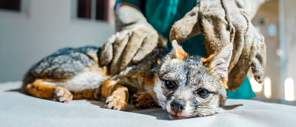 Rescatan a zorro gris que tiene problemas de movilidad en sus patas traseras