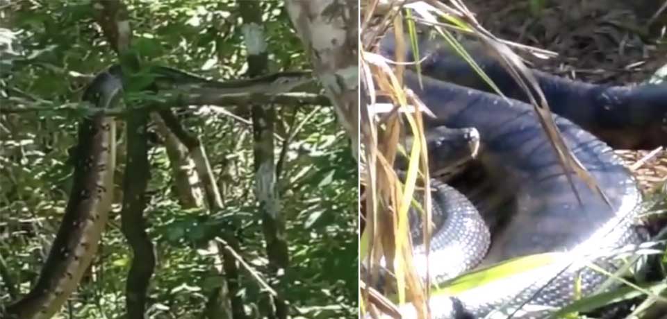 VIDEO: Captan enorme serpiente en Usulután