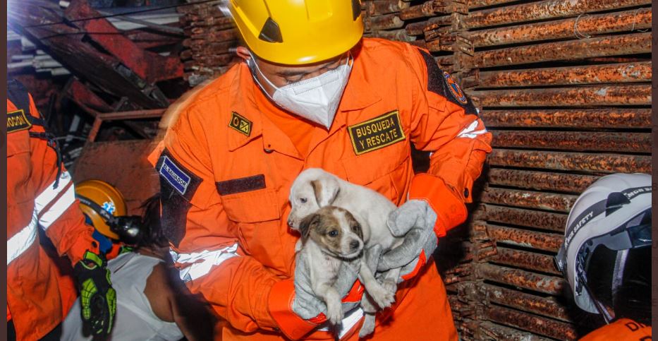 Rescatan a 13 cachorritos tras incendio en una chatarrera
