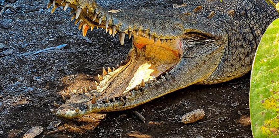 Guardarrecursos del MARN liberan cocodrilo que permaneció más de 20 años en cautiverio