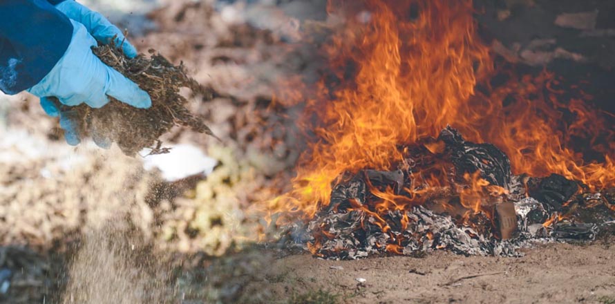 Autoridades destruyen droga valorada en más de $70,000 