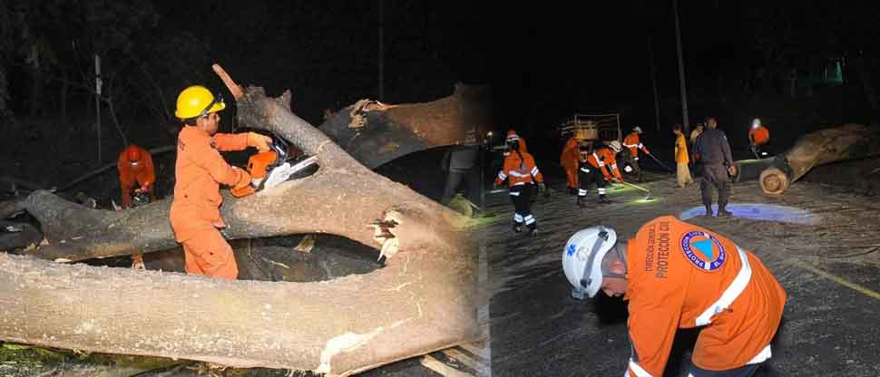 Equipos de primera respuesta remueven árbol caído en carretera a Zacatecoluca