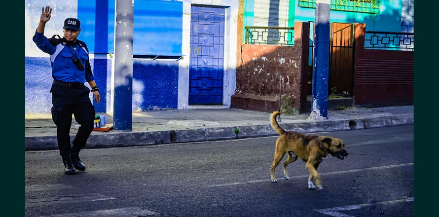 VIRAL | Paran el tráfico para darle paso a “Firulais”