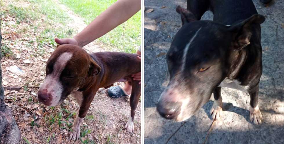 Perros matan a mordidas a un hombre en San Rafael Cedros
