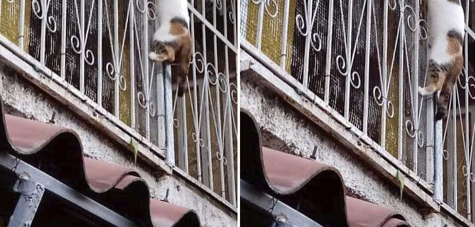 «En su afán de escapar quedó colgada»: Denuncian a vecina que deja amarrada a una gatita día y noche