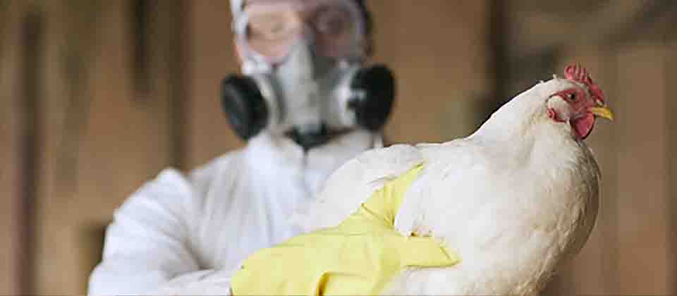 OMS expresa «gran preocupación» por casos de gripe aviar en humanos