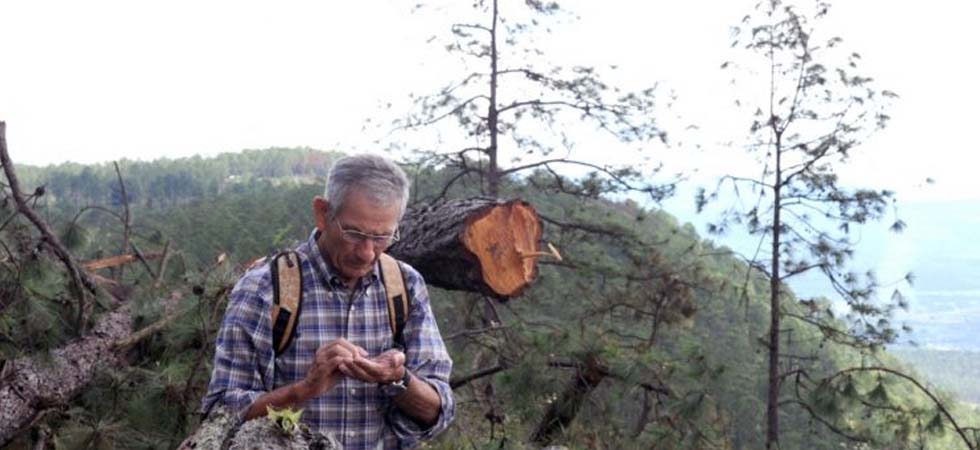 Honduras perdió el 10 % de sus bosques en 11 años