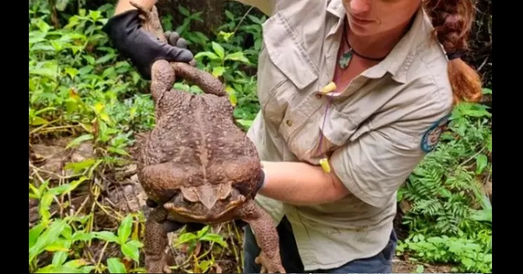 Encuentran un “monstruoso” sapo gigante en Australia