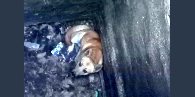 Rescatan a un perrito que estaba atrapado en el fondo de una alcantarilla al sur de San Salvador