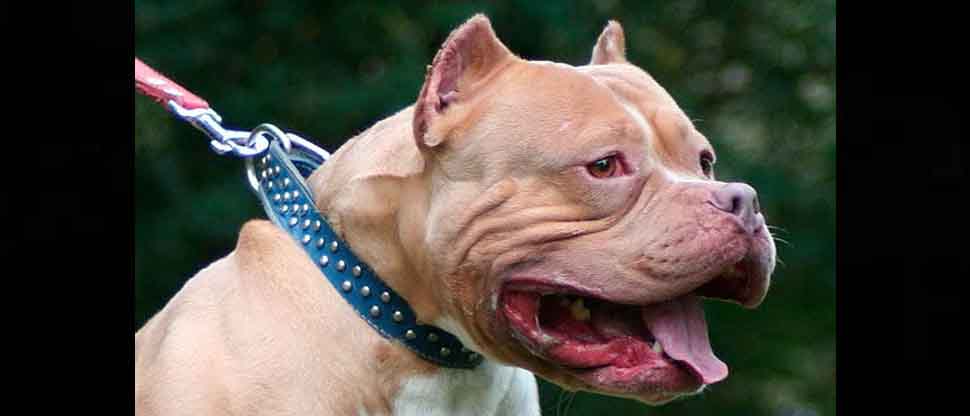 Muere una niña tras ser atacada por un pitbull 