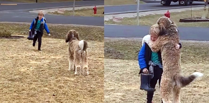 Perrito se vuelve viral por recibir a su amiguito humano con enorme abrazo cuando vuelve de la escuela