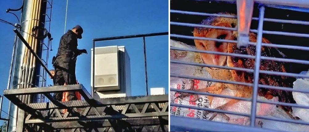 Personal policial rescata de una valla publicitaria a una lechuza y sus crías | FOTOS