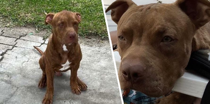 Buscan a Shelby, salió huyendo por la pólvora del 24 y no se le vio más