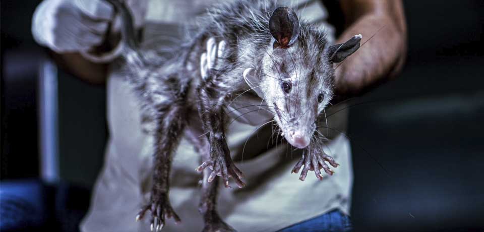 Veterinarios del MARN atienen a tacuazín en estado crítico