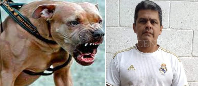 Dueño de pitbulls que atacaron a un hombre hasta quitarle la vida deberá responder económicamente