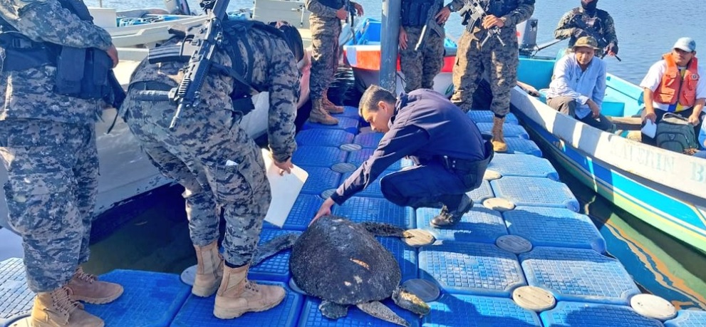 Auxilian a una tortuga marina encontrada con golpes en la Bahía de Jiquilisco