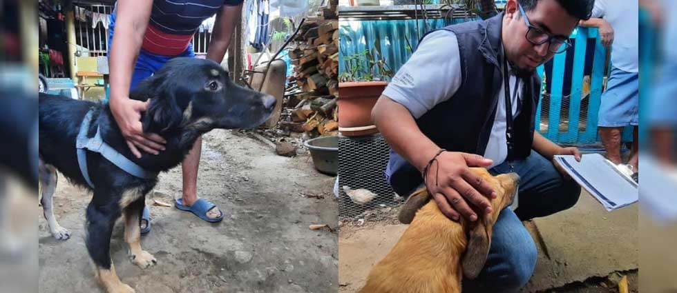 Dueño de perros que provocaron accidente se hará cargo de los daños causados