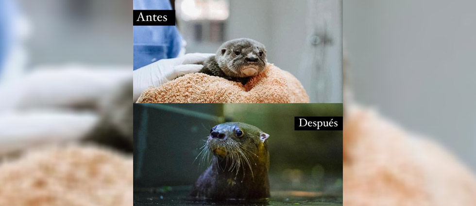 Preliberan tras casi dos años de cuidados a nutria bebé que llegó con hipotermia y deshidratación