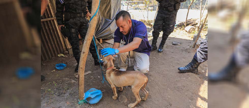 Rescatan a perrito que era maltratado: estaba infestado de pulgas y con fiebre