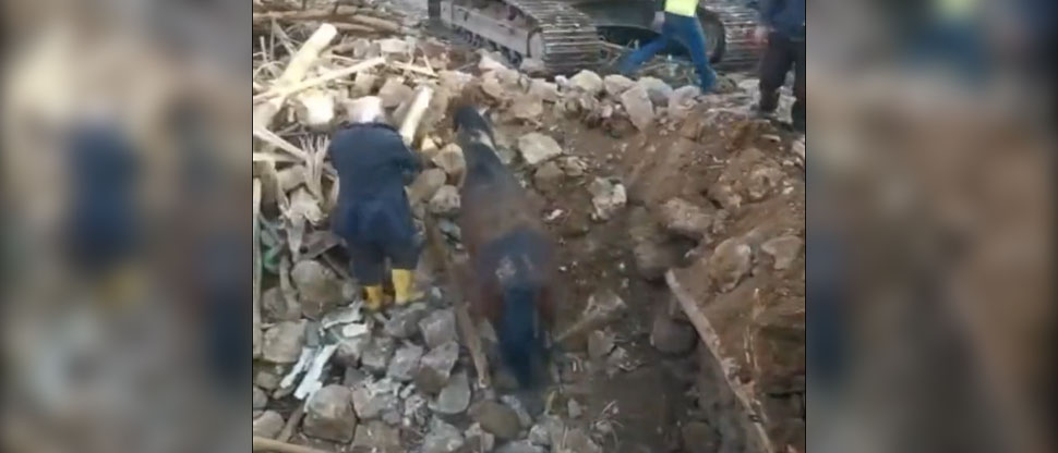Rescatan a caballo tras 21 días atrapado entre escombros luego de terremotos en Turquía