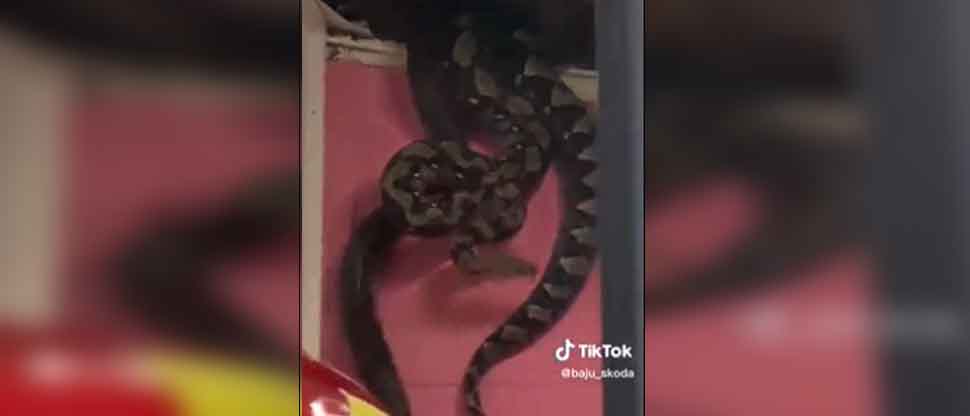 Viralizan video de dos serpientes gigantes que se encontraban en el techo de una vivienda