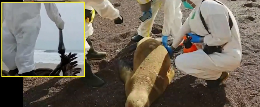Encuentran miles de aves y lobos marinos muertos presuntamente por gripe aviar en Chile y Perú