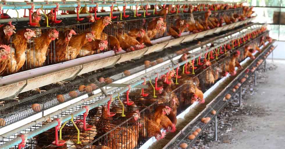 Autoridades bolivianas reportaron dos casos de contagio de gripe aviar en Cochabamba