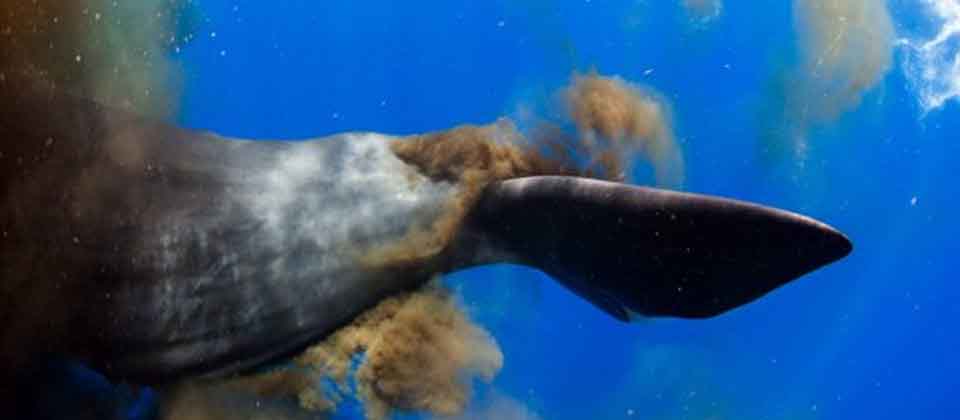 Científicos revelan donde termina el excremento de ballena