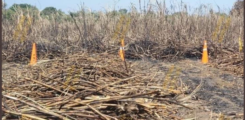Hombre se duerme y muere calcinado en medio de un cañal incendiado en Sonsonate