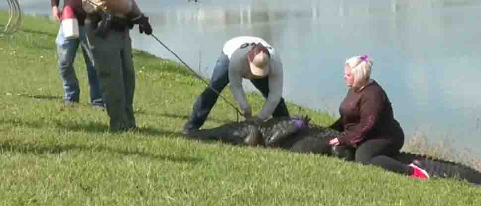 Caimán le quita la vida a una ancianita que paseaba a su perro en Florida