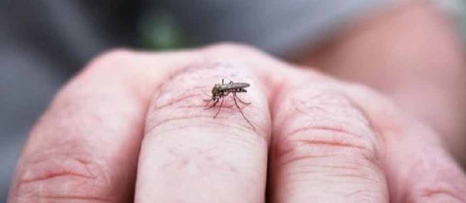 El Salvador sin letalidades por dengue en más de dos años