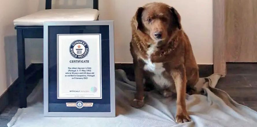 Él es Bobi, el perro más longevo del mundo; casi cumple los 31 años