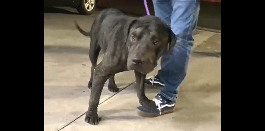 Buscan adoptantes para “Negro”, un perrito que por años fue maltratado y busca una segunda oportunidad