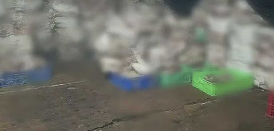 Hallan 2 mil gatos muertos para fabricar remedios medicinales en Vietnam