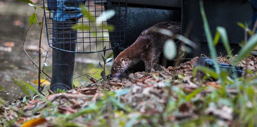 Tras varios meses de recuperación, expertos del MARN devuelven una nutria a su habitad natural