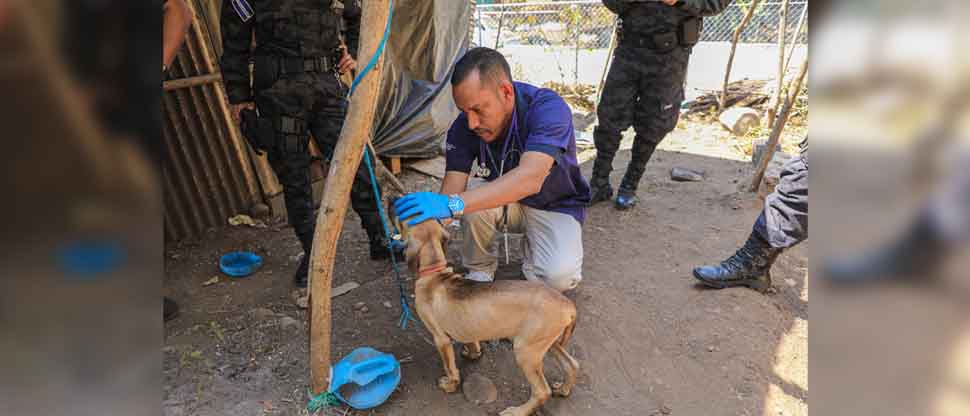 Rescatan a perrito que su dueña le daba mala vida; estaba atado, sin comida y lleno de pulgas