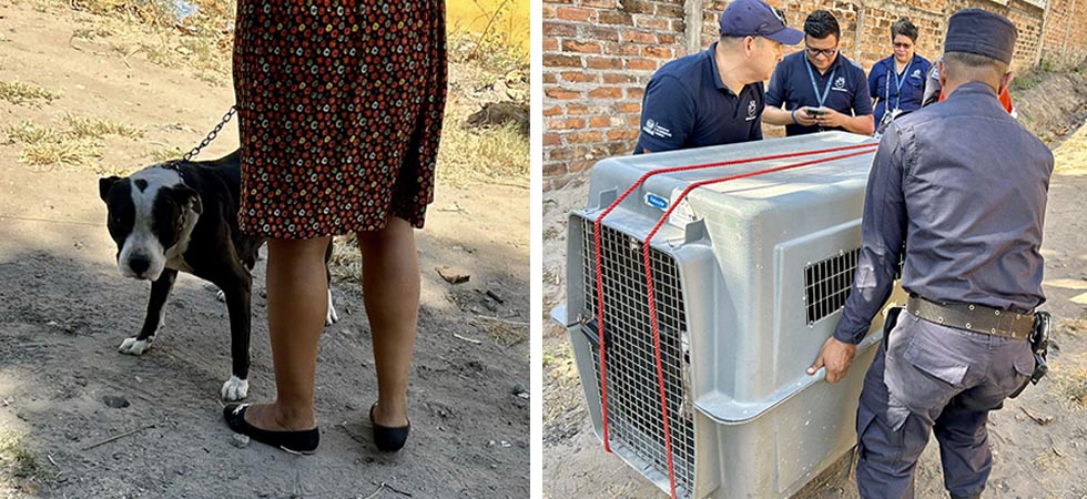 Perro pitbull que atacó a menor en San Pedro Masahuat es puesto bajo vigilancia