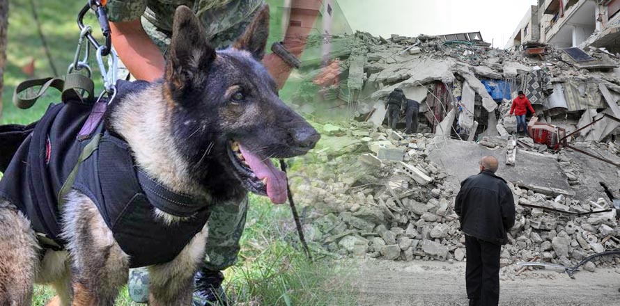 México despide a Proteo, perro rescatista que murió en Turquía