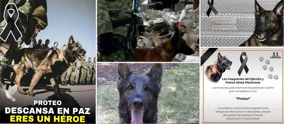 Fallece Proteo uno de los perros rescatistas de México en Turquía