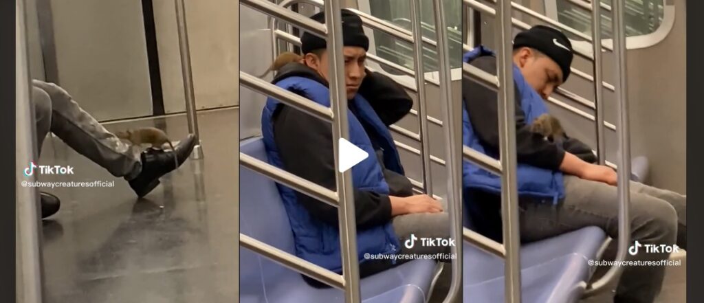 Joven se queda dormido en el metro de Nueva York y una rata se le sube hasta el cuello | VIDEO
