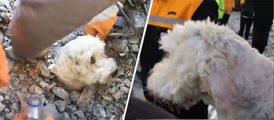 Viralizan video de perrito rescatado entre los escombros del terremoto de Turquía