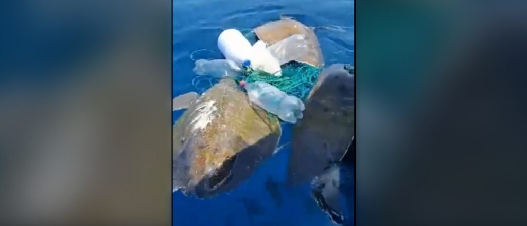 Rescatan a tres tortugas marinas atrapadas en redes fantasmas en playa Los Cóbanos, Sonsonate