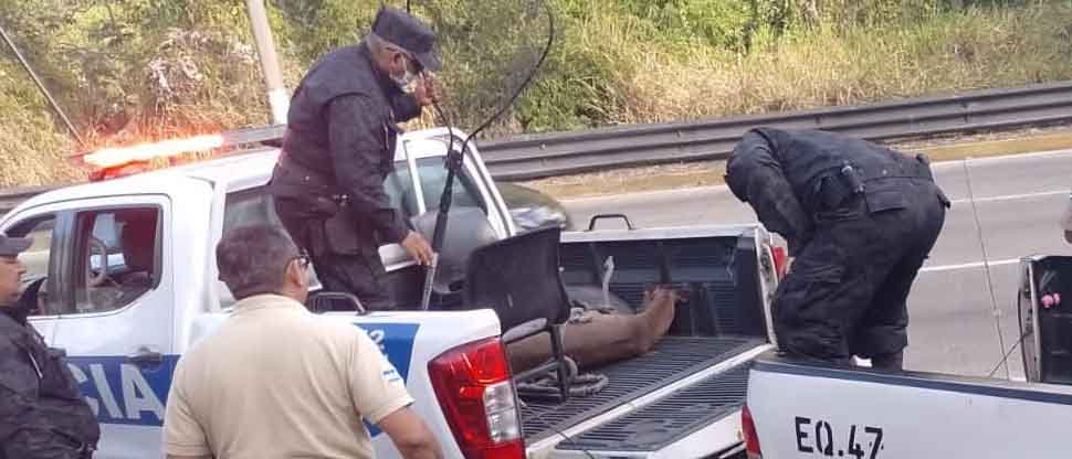 Rescatan venado luego de ser encontrado lesionado en Antiguo Cuscatlán