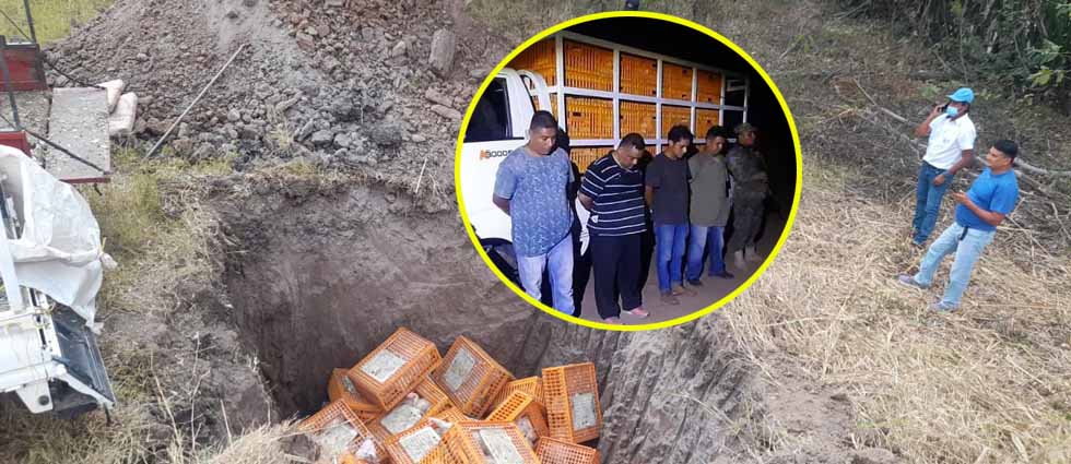 Arrestan a contrabandistas con 1,500 gallinas y las sacrifican por riesgo de gripe aviar