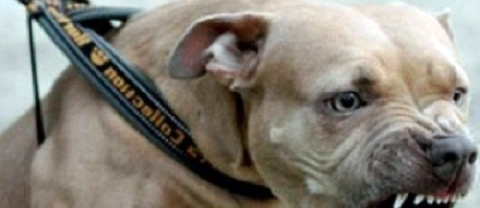 Condenan al dueño de un pitbull que atacó a una persona en Cuscatlán